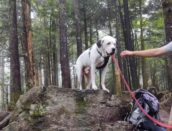 A white dog stands on a rock in a forest, wearing a harness and leash, while a person gently pulls the leash.